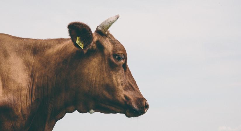 Fontos határidők és teendők a húshasznú szarvasmarhatartók állatjóléti támogatásához