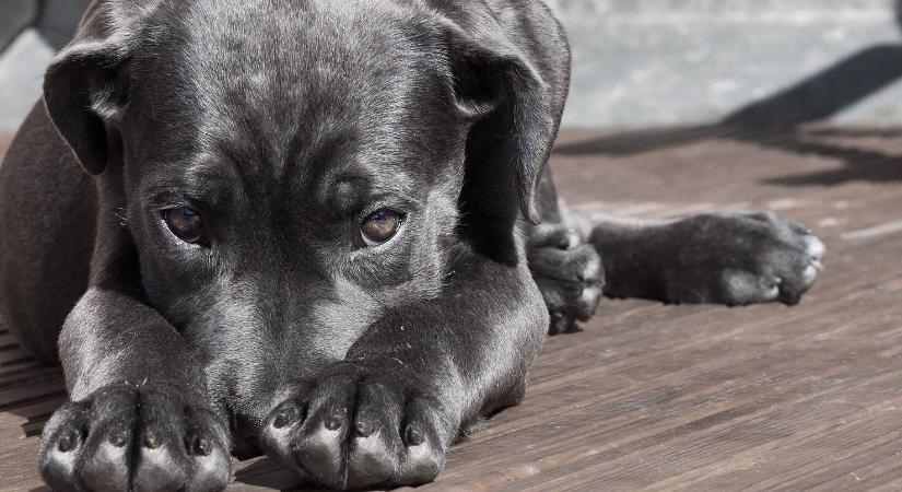 A szomszéd kutyája éjjel-nappal ugat? Ezt teheti jogszerűen