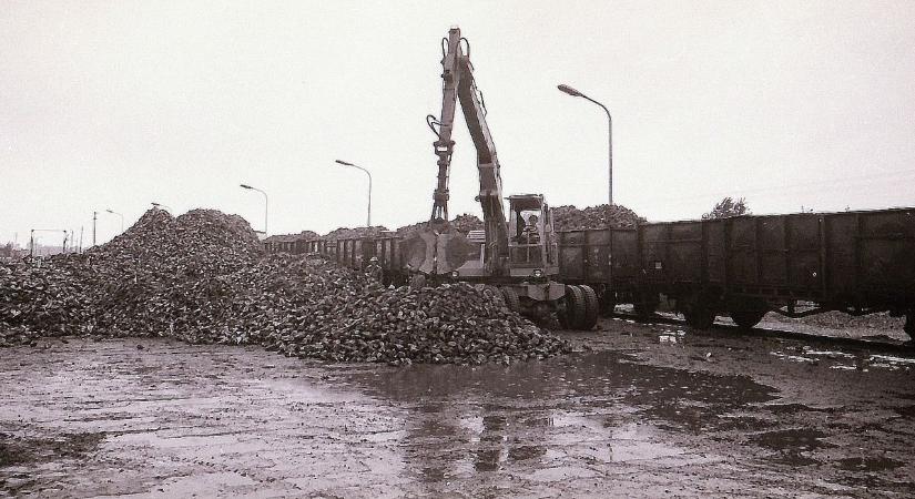 Sokezer tonna cukornak való termett, így hegynyi répa várta az utazást