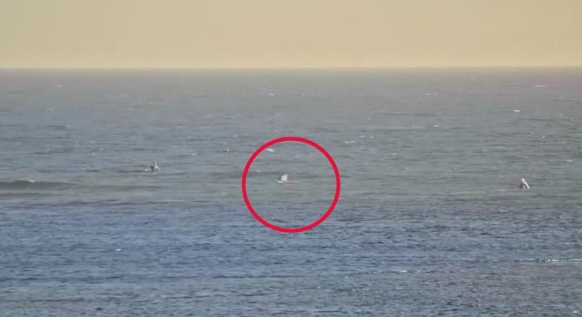 Videón, amint cápa támad egy szörfözőre