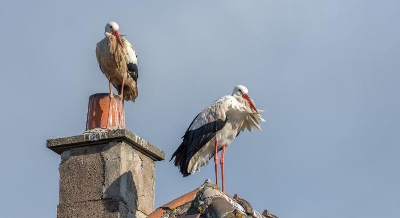 Egyre több fehér gólya telel át hazánkban: ezt ne tedd soha, ha találsz egyet
