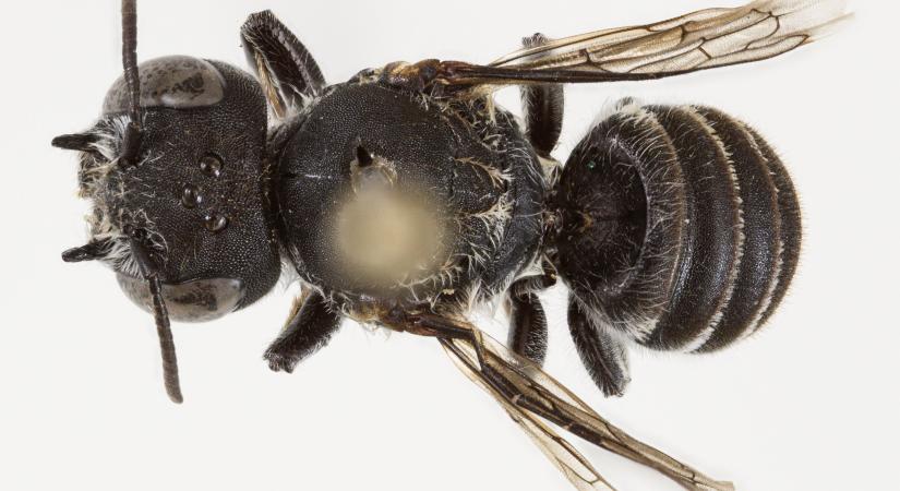 Fényhozó vagy ördögi méh? Új, szarvakkal díszített rovarfajt fedeztek fel Ausztráliában