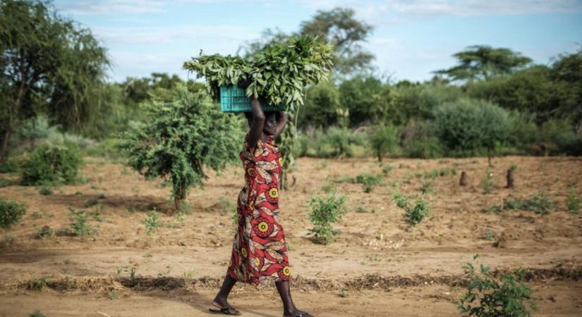 ENSZ: Egyre nagyobb kihívás a tartós éhezés felszámolása az éhezési válsággócokban