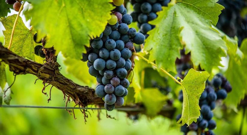 Két tokaji pincészet a világ élvonalába került