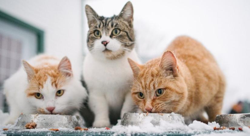 Kell-e meleg ételt adni a kinti macskának a hidegben?