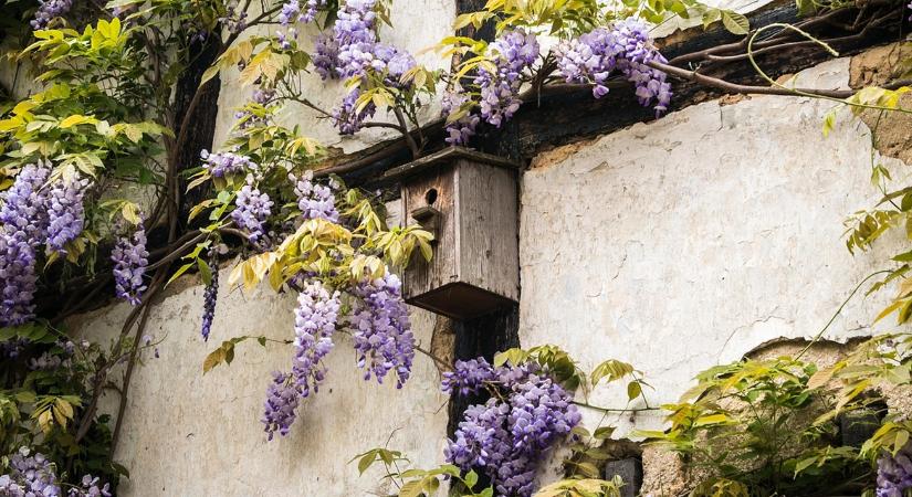 5 állat, amely titokban segít a kertednek télen