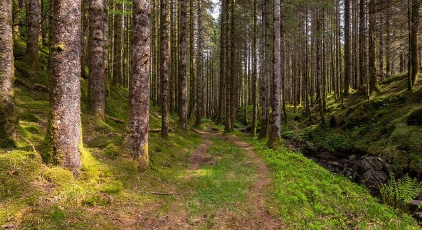 Ritka pillanatot rögzített a kamera az ásotthalmi erdő mélyén, a diákok sem hittek a szemüknek – videóval