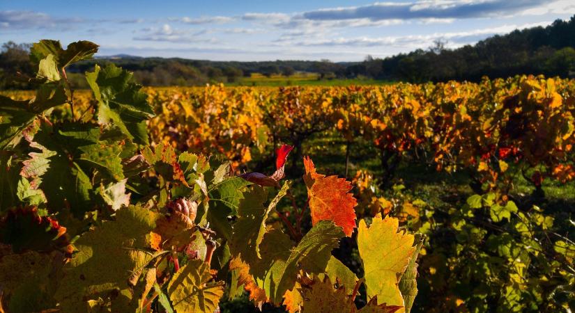 A jelenlegi állami védekezési protokoll nem képes megfékezni a magyar borvidékeken pusztító aranyszínű sárgaságot