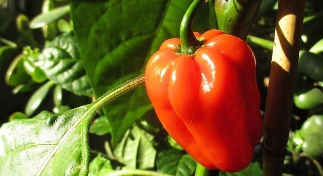 Magyarország a paprikára épít: 10. hely Európában a friss paprika exportjában, 5. a szárítottban