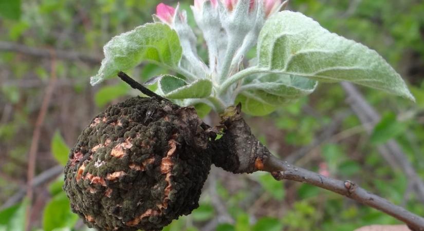 Veszélyt rejtenek a fákon maradt száradt gyümölcsök