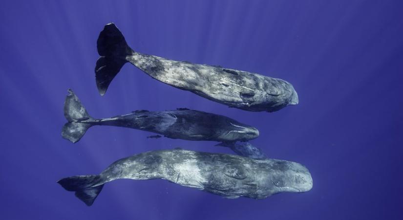 Úgy beszélgetnek ezek az állatok, mint az emberek