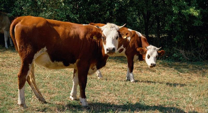 Hargita megye élen jár az agrártámogatások kifizetésében