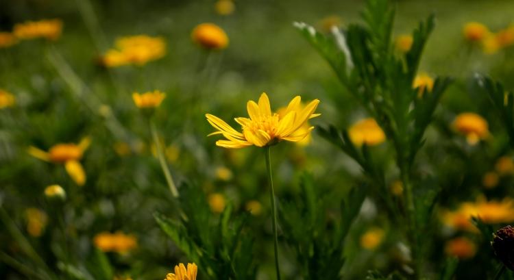 10 milliós bevételek árnikával?