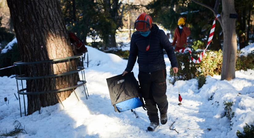A havazás miatt 80 ezer fát kellett kivágni Madridban