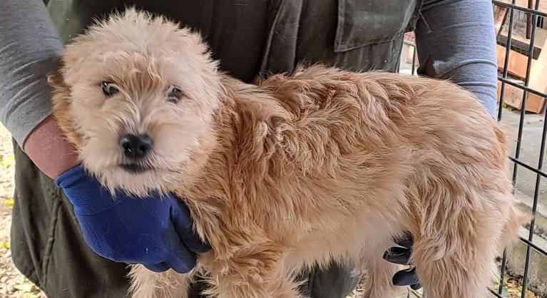 Milliókkal támogatták a hevesi ebrendészeti telepet, nem sejtve, milyen kínokat élnek át a kutyák