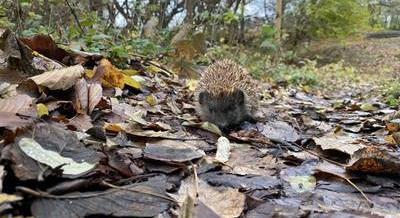 Hangulatos családi kalandozás Szentendre körül – A Püspökmajor tanösvény
