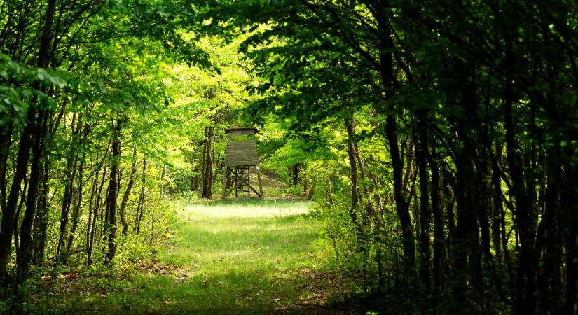 Rejtélyes lezárások jelentek meg a magyar erdőkben: erről jobb ha tudsz, nagyon nem oké, ami történik