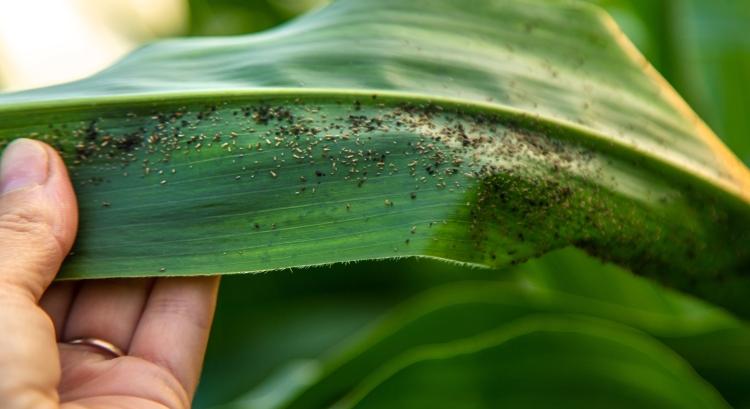 Fegyverkezési versenyben a kártevők és a növényorvosok