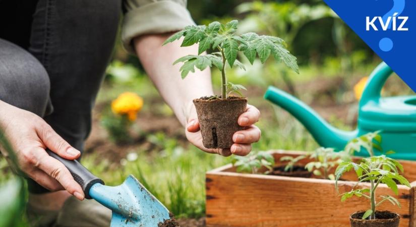 KVÍZ: Jó kertész vagy? Kerti zöldségekről kérdezünk, de 10-ből csak 8-an tudnak válaszolni