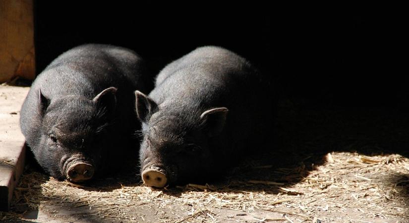 5 életmentő módszer: így hűtik a sertéseket a nyugat-európai gazdák