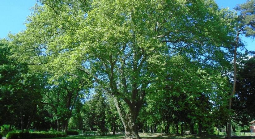 Új kedvencet keres az ország: elindult az Év fája szavazás