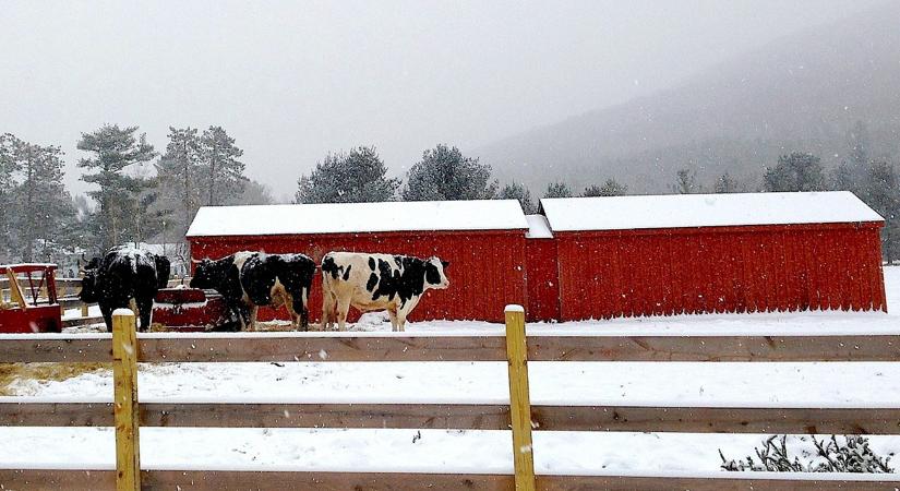 7 dolog, amit az állattartók másképp csinálnak télen