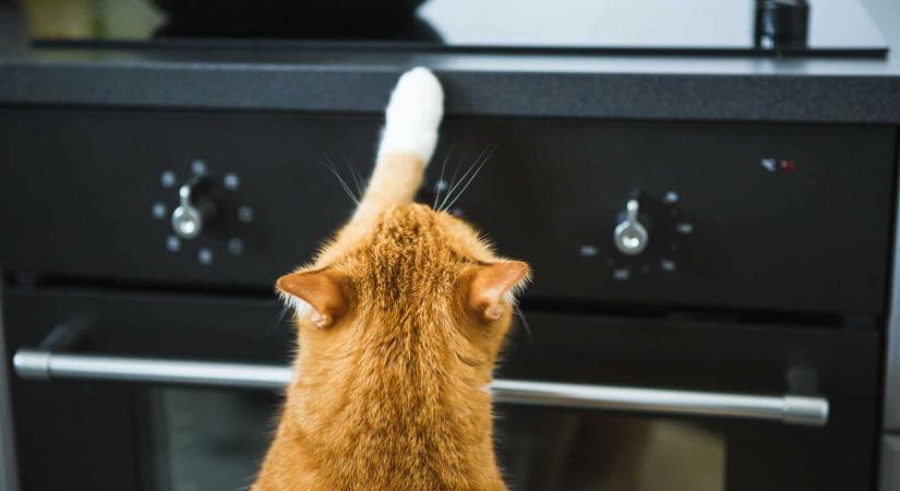 Lakástüzet is okozhat a háziállatod – 7 tipp, hogy biztosan elkerüld a bajt