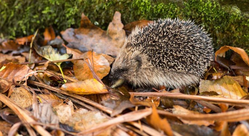 Szegeden holnap: köd, derengő napfény és 8 C körüli csúcs – vajon mire készüljünk?