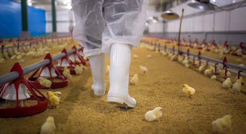 Jócskán megváltozhat a mezőgazdasági munkaerőigény, ha beindul a nagy átállás