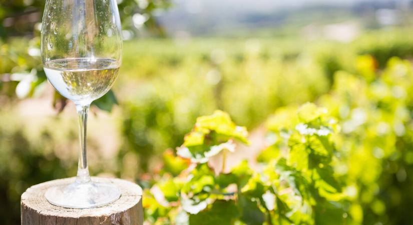 Uniós oltalom alá kerültek a füredi borok