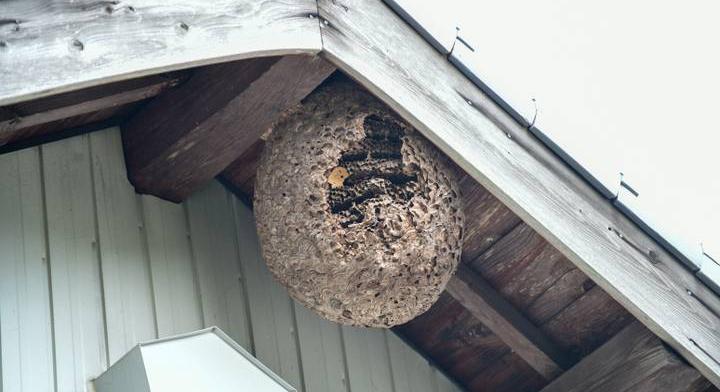 Veszélyes rovarokat találtak a magyar család házában: novemberben is rajzottak