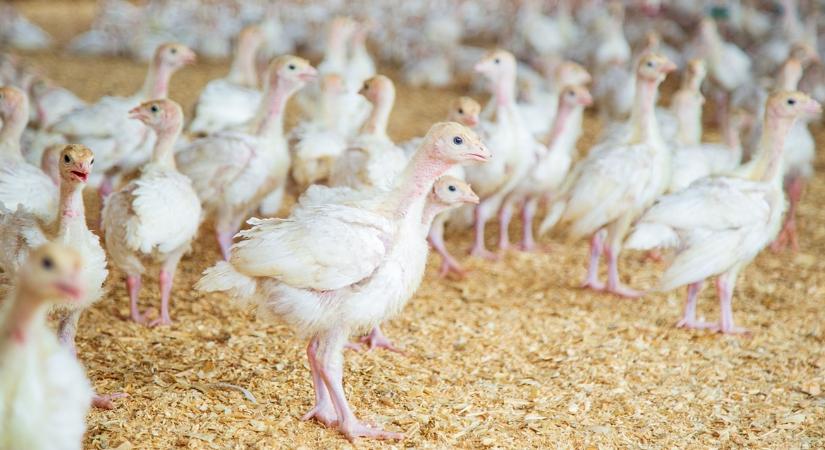 Felháborodtak a baszkföldi gazdák, túlzottnak tartják a baromfizárat