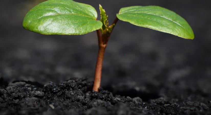 Melyik föld teszi boldoggá a növényeket – és mikor csak pénzkidobás a „speciális” keverék?