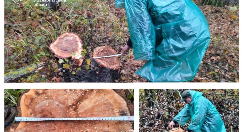 Kárpátalján az illegális fakivágás több mint 8 millió hrivnya kárt okozott