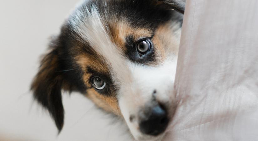 Kutyát szeretnél? 10 szempont, amelyet döntés előtt mérlegelned kell