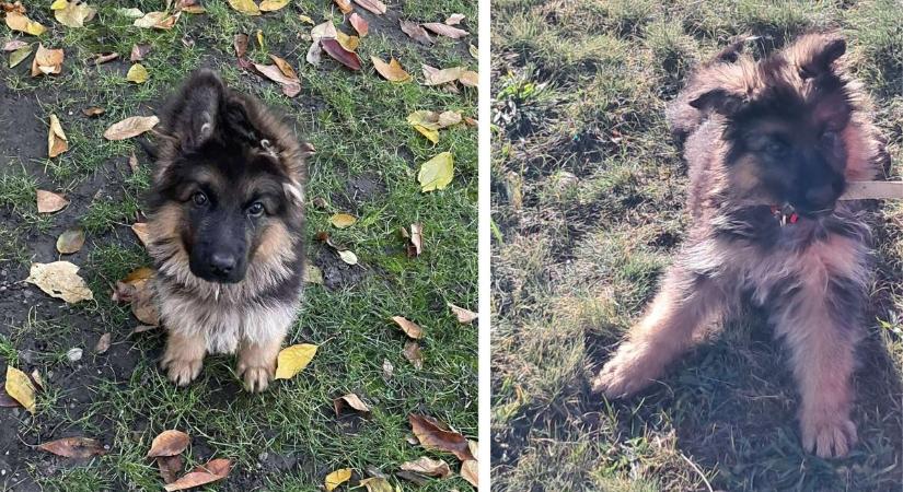 Mindenki őt keresi: Balu, az eltűnt kutya megtalálójának 100 ezer forint jutalom jár