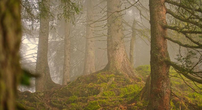 Frissítették az „Erdő-környezetvédelmi többéves kötelezettségvállalások (EKV I.)” felhívást