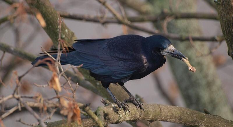 Örök küzdelem a varjakkal