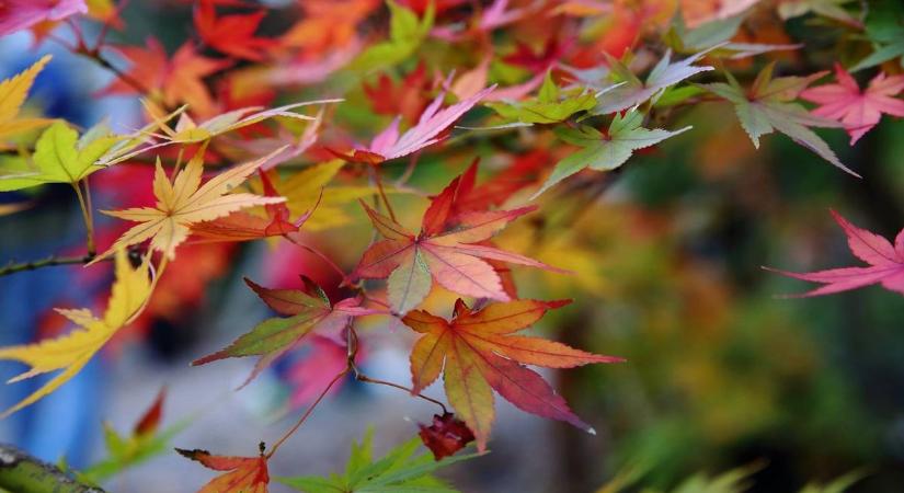 Ködbe burkolózik a hajnal, de fordulat jön délután Hevesben