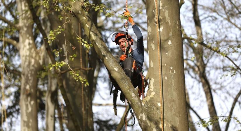 Zajlik a harmadik varjúháború Kaposváron - vesztésre állunk