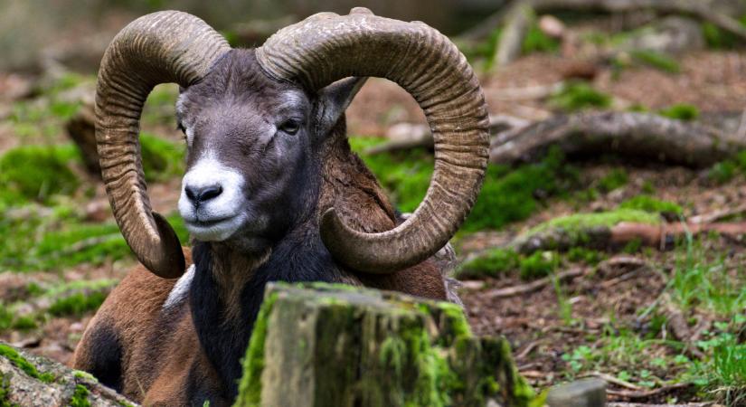 Kipusztult a Vértes különleges őshonos fája: megdöbbentő, mi okozta a példátlan veszteséget