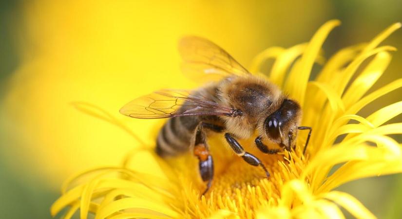 Természetes megoldások a bőrápolásban: fókuszban a méhméreg