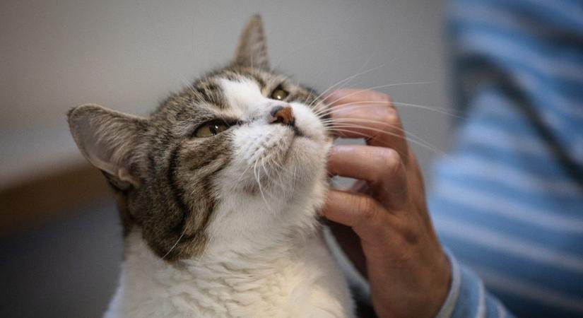 Marci cica kútba esett, de kimentették