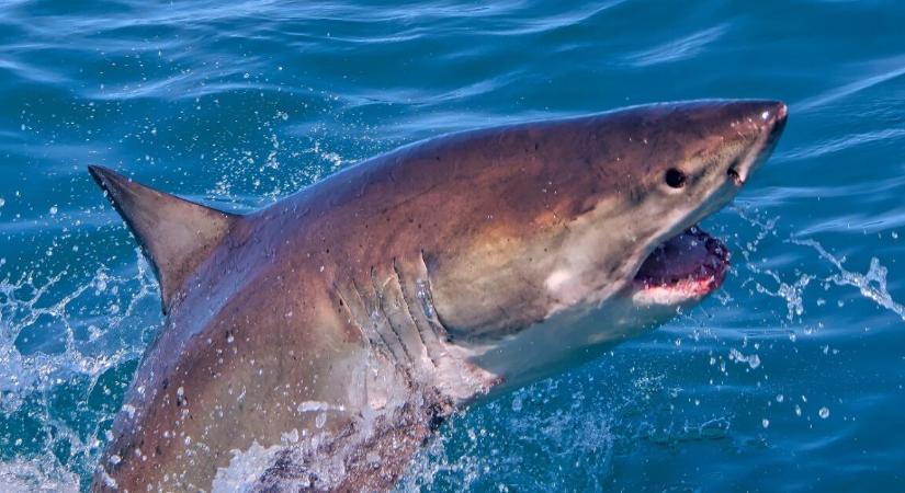 Egy ritka nagy fehér cápa bukkant fel, félelmetesen néz ki