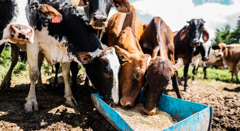 Itt az új üzemanyag, ami betörhet a piacra? Nem is hinnéd, miből készül