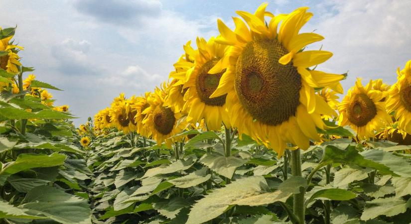 Napraforgó: stabil termés, biztos jövedelem még szélsőséges időjárásban is