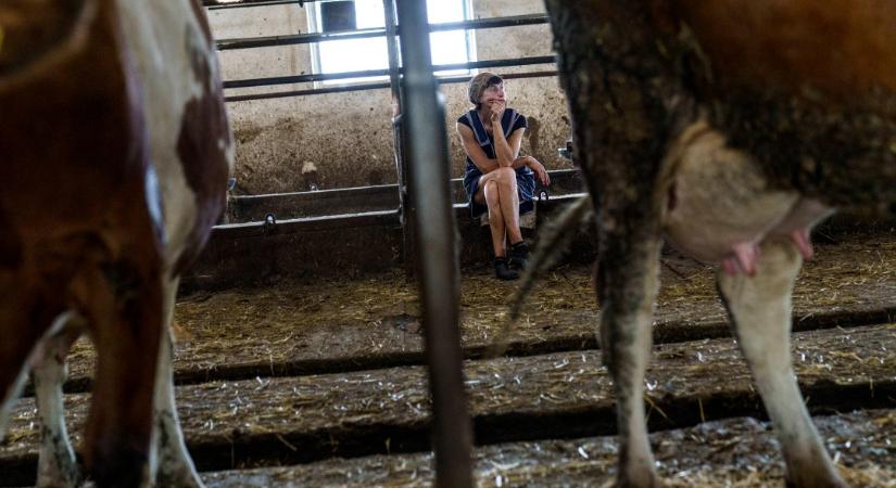 Akasztják a hóhért: Az USA-EU paktum miatt kivérezhetnek az ukrán tejtermelők