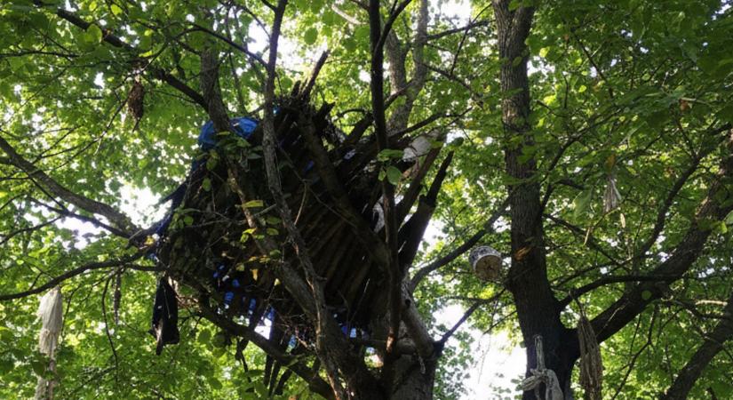 Fán aludt, csigákat evett a lengyel férfi Borsodban