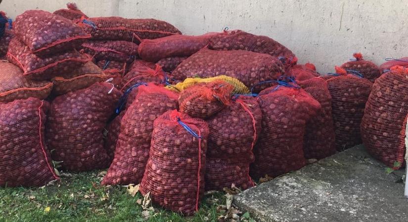 Nagy bakonyi gesztenyeakció – Egy tonnáig meg sem álltak a gyógynövény gyűjtésekor