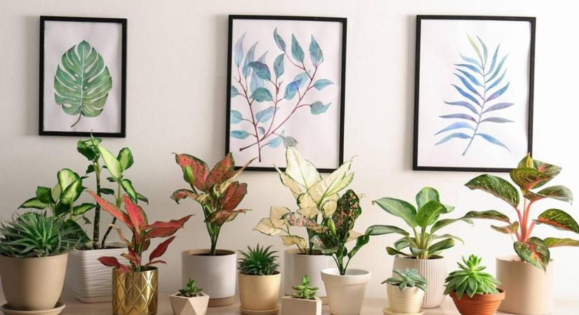 Az aglaonema: a beltéri trópusok színpompás lakója